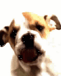 pic for Bulldog Licking Screen